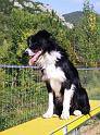 Border-collie-agilityb