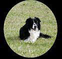 laika-border-collie-026b