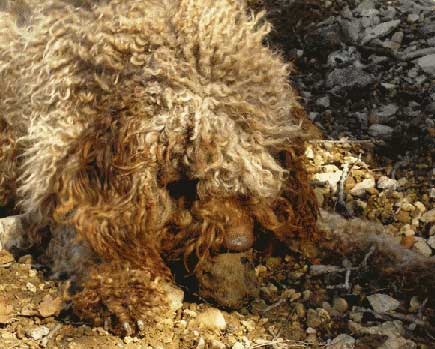 Alba, chien truffier, avec une truffe