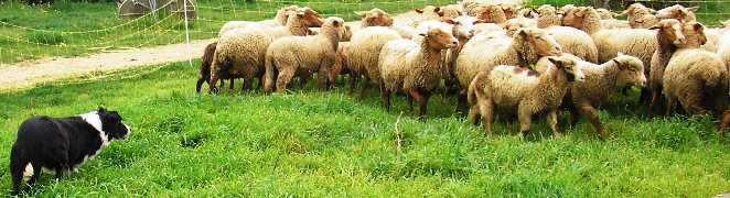 Border Collie au travail sur un troupeau de moutons
