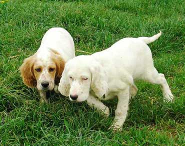 Chiots Setter, chiens de chasse