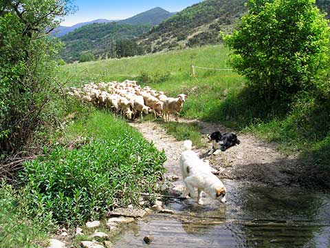 Chien de troupeaux, Voks de la Chênaie de Corbat,Border Collie, au travail