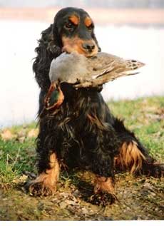 Springer Spaniel, Fanouze des terres froides, chien de chasse