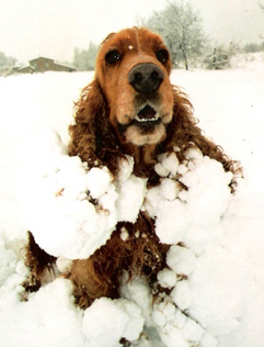 Cocker Spaniel, Intrépide de la Chênaie de Corbas, chien de chasse