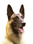 Éducation canine, Malinois