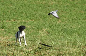 Éducation canine: Pointer Sage à l'envol, Chien d'arrêt