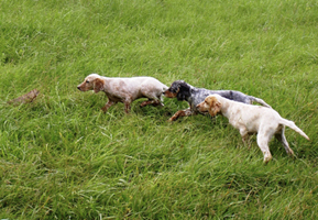 Éducation canine: Chien d'arrêt, Trois chiots Setters