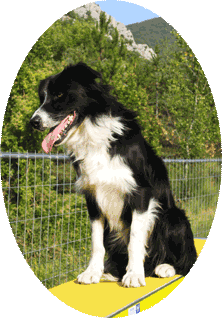 Éducation canine: Agility, une petite pose sur la passerelle pour Voks de la Chênaie de Corbas